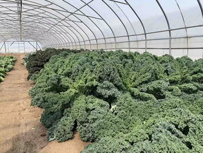 夏日寿光菜园， 丰收的秘密武器