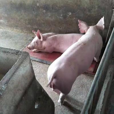 母猪产后没奶怎么办？快速催奶保仔猪有妙招吗？