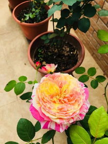 月季花中的惊艳之美