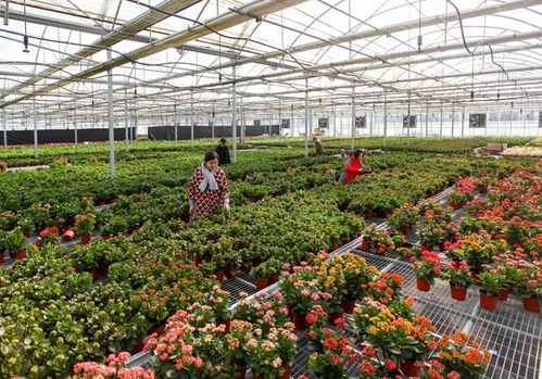 花卉种植面积与分布