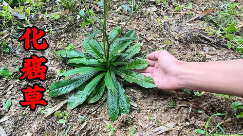 猫须草能否有效治疗肾病？它的十大药用功效具体有哪些