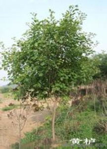 河北天润苗木基地：北方苗木之乡