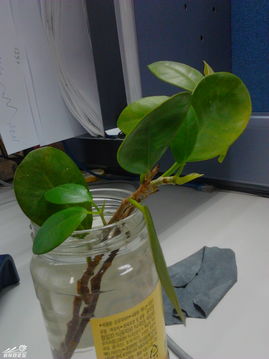 水培大叶海棠， 温度得达标