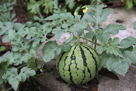 家庭种植小型西瓜，空间不够，Ke以试试吊蔓法