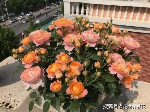 月季花换盆时如何避免黄叶和烂根？