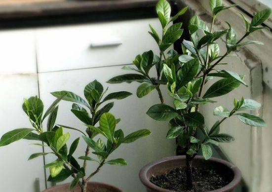 茶花新长嫩叶修剪，如何保留生机与活力
