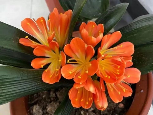 兰花摆放的光照条件，揭秘健康生长的秘密