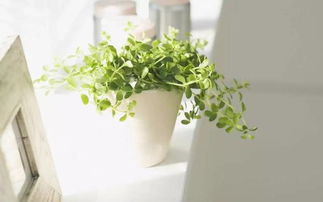 造型维持如何突破季节限制？