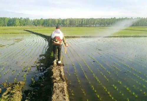 草甘膦的使用技巧
