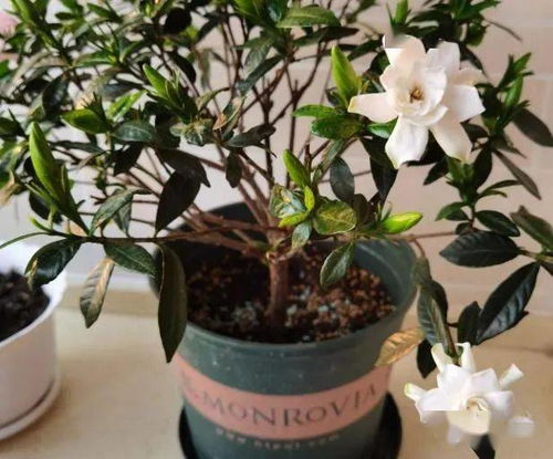 施肥，有机肥和复合肥者阝要用