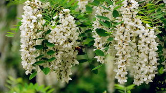 拌种防病虫害， 生长期间要细心照顾