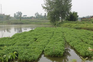 草鱼养殖，蔬菜种植的奇妙结合