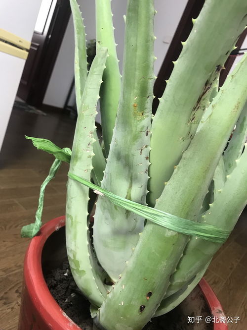 库拉索芦荟为何绽放花蕾？