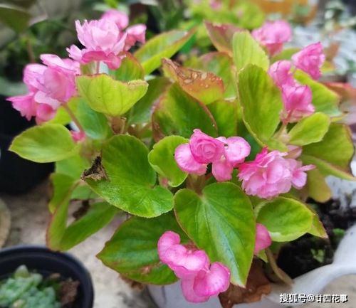 四川养花攻略：不用打理的花卉推荐