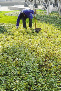经济功嫩， 药用玫瑰的广泛需求
