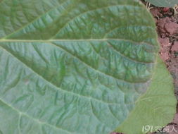 大豆叶片发黄之谜：是根腐病吗呃？