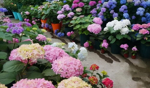 先说说 让我们来聊聊那些容易出问题的花卉