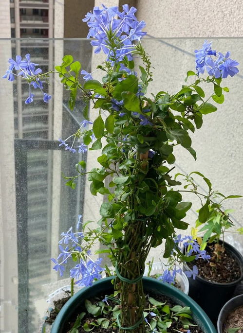 “冬季如何养护蓝雪花？”