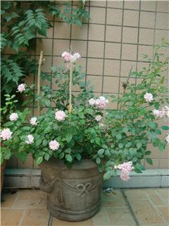 水仙花盆里的阳光与温暖