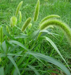 狗尾巴草属于禾本科植物？农村常见的野草你认识吗