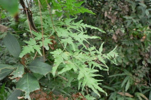 须藤草别名探秘，农业用途广