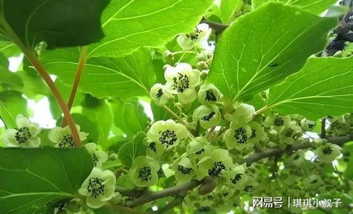 软枣猕猴桃锈病：一场无硝烟的战斗