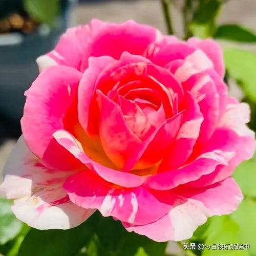 小黄鸡月季的美丽之谜