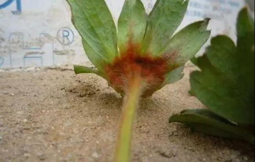 草莓红梗病有哪些有效治疗方法？如何彻底根除草莓红梗病