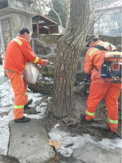 雪松树移植，你真的懂吗？