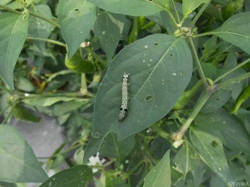 甲维·茚虫威+虱螨脲：组合杀虫新势力