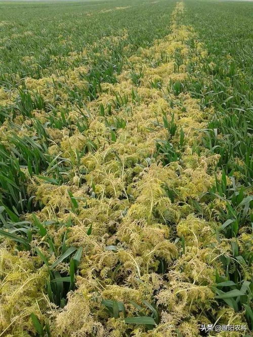 草甘膦：广谱除草， 麦苗平安