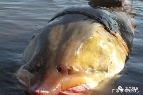 多宝鱼，一种珍贵淡水鱼类
