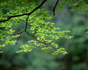 春季还是秋季， 各有讲究