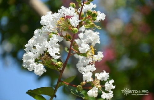 桂花树叶子发黄怎么办？快速解决技巧！