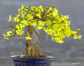 迎春花修剪心得分享：如何根据植物生长习性进行科学修剪