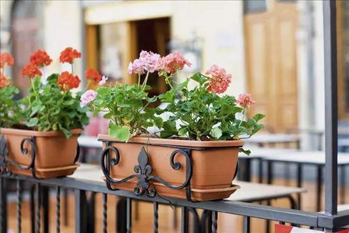 养花技巧， 新手必学