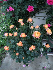 打顶摘心，对月季生长有什么影响？