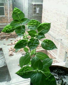 玉龙草种植：底肥充足， 生长无忧