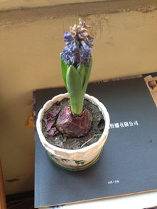 风信子根部腐烂怎么办？如何挽救这株美丽的植物