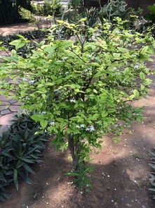 五月里那开白花的树，你可知其名？