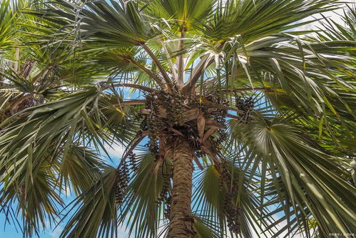 “现在知道了吧？路边捡的椰子壳别乱扔！”