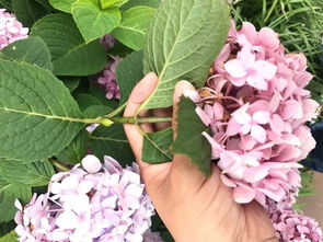 六月修剪绣球的利弊