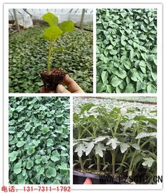 有机花苗成活率的影响因素