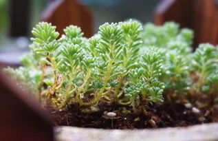 揭秘：薄雪万年草的养护秘籍与注意事项！