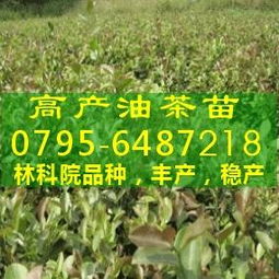 油茶籽：神奇的小种子