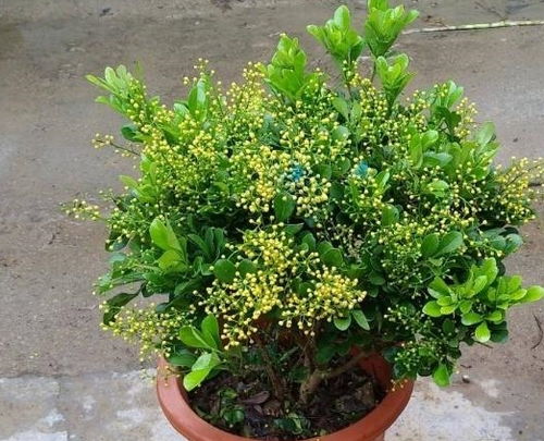 米兰花黄叶，是何原因导致