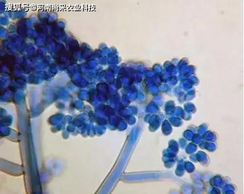 灰霉病的恶行：果实变质的罪魁祸首