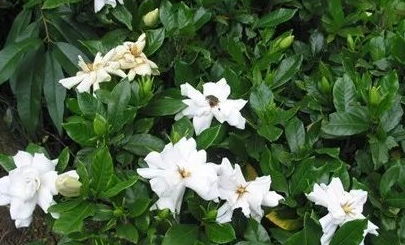 栀子花浇水加白醋，浓度1