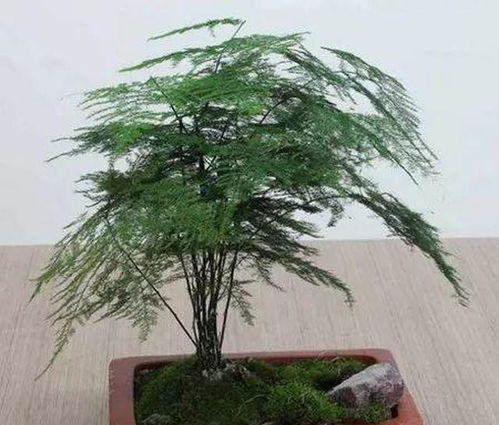 趋光性利用：保持文竹株型不变