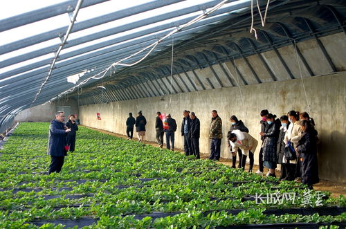 含盐碱量低的地块， 也有自己的英雄